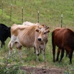 Vaca care folosește unelte ca un cimpanzeu