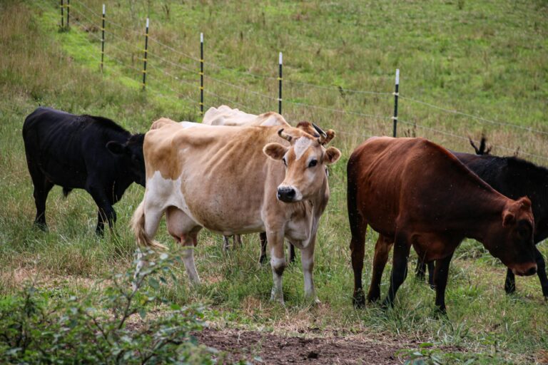 Vaca care folosește unelte ca un cimpanzeu