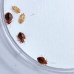Ploșnițe de pat și exuvie vizibile pe o suprafață albă, ilustrând stadiile de dezvoltare ale insectei.