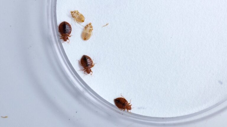 Ploșnițe de pat și exuvie vizibile pe o suprafață albă, ilustrând stadiile de dezvoltare ale insectei.